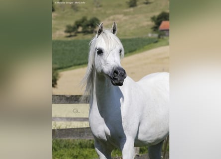 Vollblutaraber, Stute, 16 Jahre, 154 cm, Schimmel