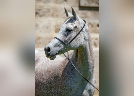 Vollblutaraber, Stute, 16 Jahre, Schimmel