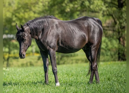 Vollblutaraber, Stute, 17 Jahre, 155 cm, Rappe