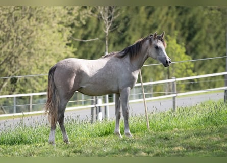 Vollblutaraber, Stute, 1 Jahr, 154 cm, Schimmel