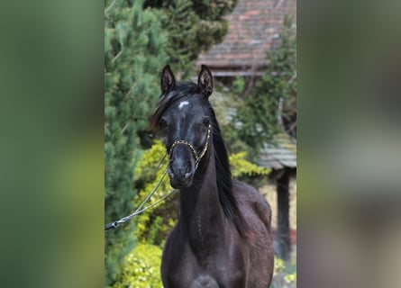 Vollblutaraber, Stute, 1 Jahr, 157 cm, Rappe
