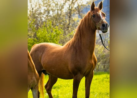Vollblutaraber, Stute, 25 Jahre, 150 cm, Fuchs