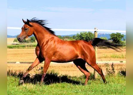 Vollblutaraber, Stute, 3 Jahre, 152 cm, Brauner