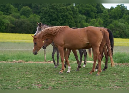 Vollblutaraber, Stute, 3 Jahre, 154 cm, Fuchs