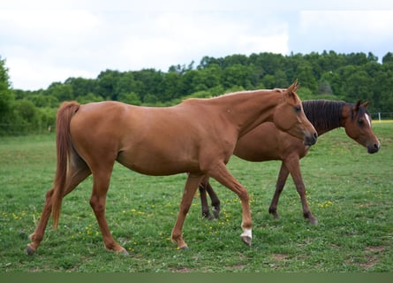 Vollblutaraber, Stute, 3 Jahre, 155 cm, Fuchs
