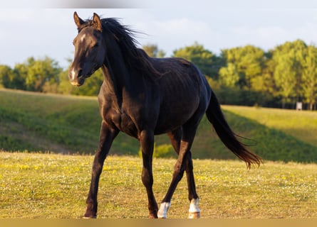 Vollblutaraber, Stute, 3 Jahre, 155 cm, Rappe