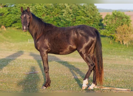 Vollblutaraber, Stute, 3 Jahre, 155 cm, Rappe