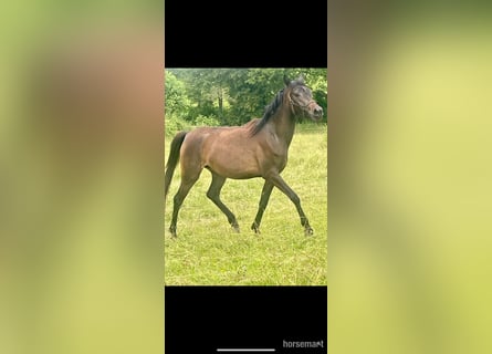 Vollblutaraber, Stute, 3 Jahre, 155 cm, Rotbrauner