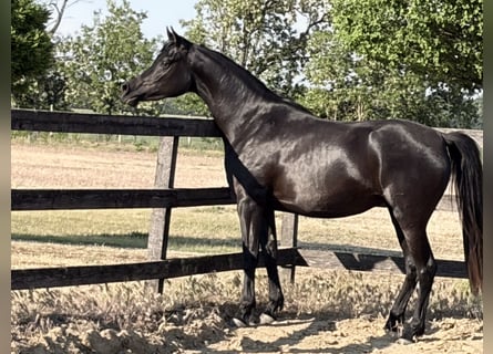 Vollblutaraber, Stute, 3 Jahre, 156 cm, Rappe
