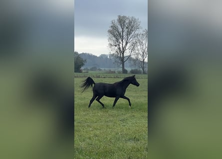 Vollblutaraber, Stute, 4 Jahre, 150 cm, Rappe