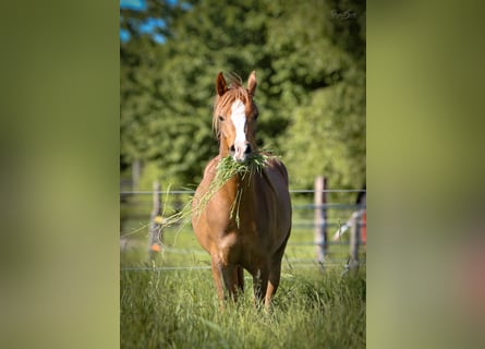 Vollblutaraber, Stute, 4 Jahre, 152 cm, Fuchs