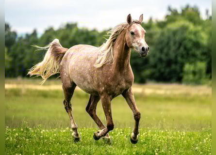 Vollblutaraber, Stute, 4 Jahre, 153 cm, Schimmel