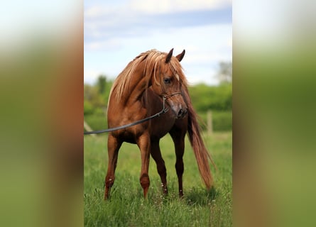 Vollblutaraber, Stute, 4 Jahre, 155 cm, Fuchs