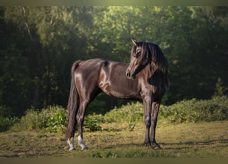 Vollblutaraber, Stute, 4 Jahre, 155 cm, Rappe