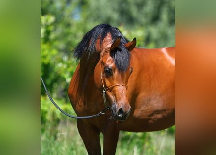 Vollblutaraber, Stute, 4 Jahre, 156 cm, Brauner