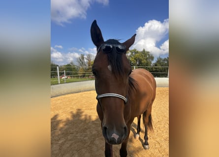 Vollblutaraber, Stute, 4 Jahre, Brauner