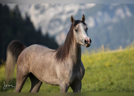 Vollblutaraber, Stute, 5 Jahre, 154 cm, Schimmel