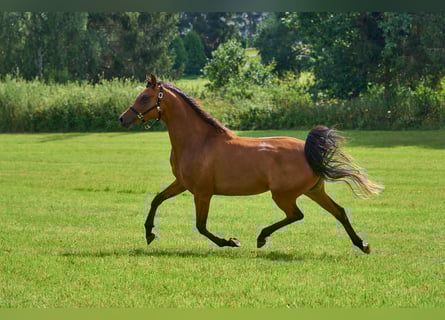 Vollblutaraber, Stute, 5 Jahre, 155 cm, Brauner