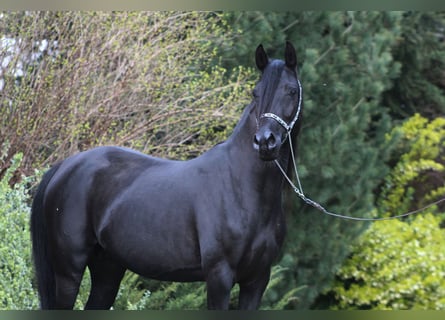Vollblutaraber, Stute, 6 Jahre, 150 cm, Rappe