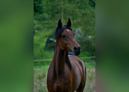 Vollblutaraber, Stute, 6 Jahre, 153 cm, Dunkelbrauner