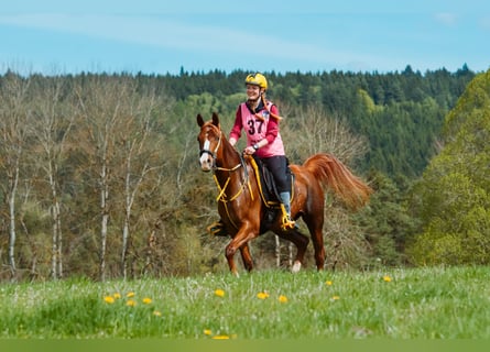 Vollblutaraber, Stute, 6 Jahre, 153 cm, Fuchs