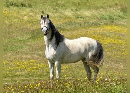 Vollblutaraber, Stute, 6 Jahre, 155 cm, Schimmel
