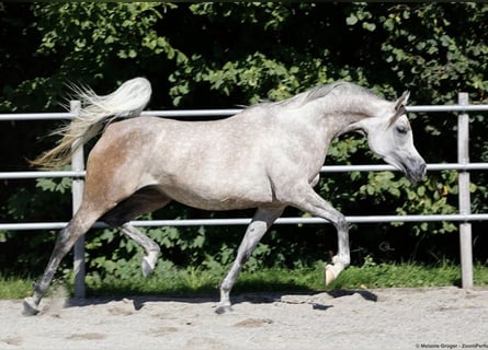 Vollblutaraber, Stute, 6 Jahre, 155 cm, Schimmel