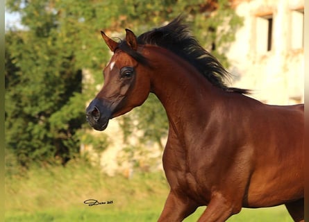 Vollblutaraber, Stute, 6 Jahre, 157 cm, Brauner