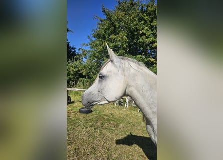 Vollblutaraber, Stute, 6 Jahre, Schimmel