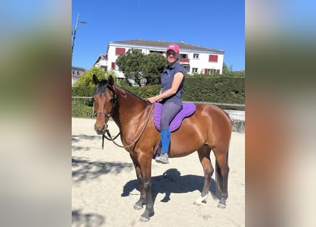 Vollblutaraber, Stute, 7 Jahre, 155 cm, Brauner