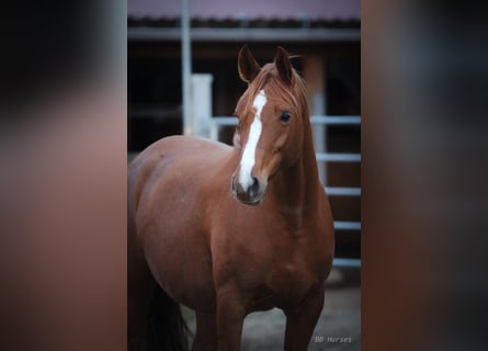 Vollblutaraber, Stute, 7 Jahre, 156 cm, Fuchs