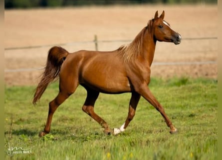 Vollblutaraber, Stute, 8 Jahre, 156 cm, Fuchs