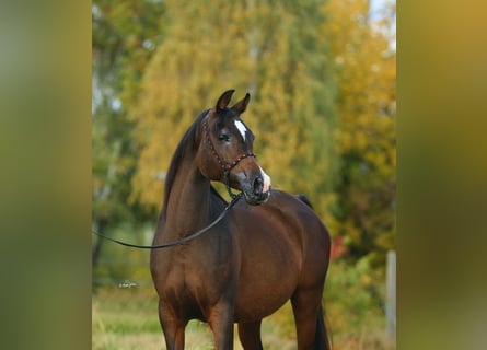 Vollblutaraber, Stute, 9 Jahre, 150 cm, Dunkelbrauner