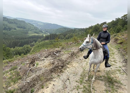 Vollblutaraber, Stute, 9 Jahre, 150 cm, Fliegenschimmel