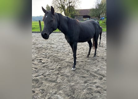 Vollblutaraber, Stute, 9 Jahre, 163 cm, Rappe