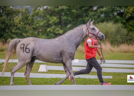 Vollblutaraber, Wallach, 10 Jahre, 153 cm, Schimmel