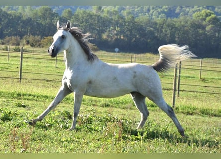 Vollblutaraber, Wallach, 10 Jahre, 153 cm, Schimmel