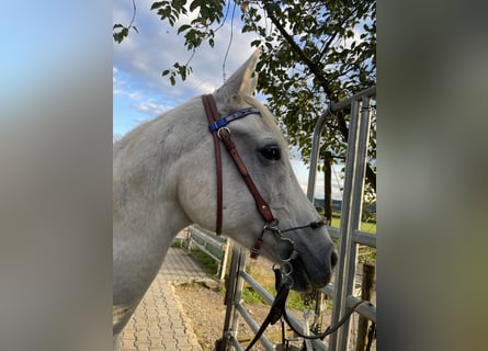 Vollblutaraber, Wallach, 13 Jahre, 155 cm, Schimmel