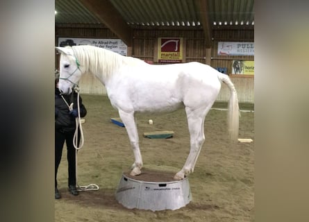 Vollblutaraber, Wallach, 13 Jahre, 155 cm, Schimmel