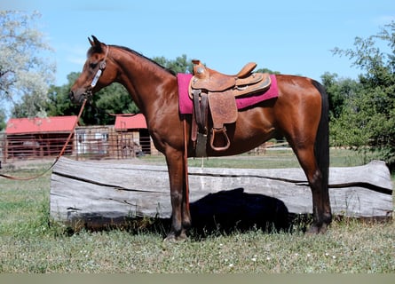 Vollblutaraber, Wallach, 15 Jahre, 152 cm, Rotbrauner