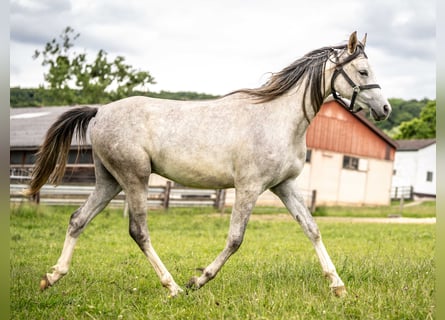 Vollblutaraber, Wallach, 2 Jahre, 150 cm, Schimmel