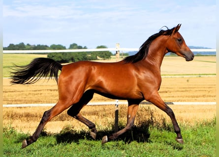 Vollblutaraber, Wallach, 2 Jahre, 155 cm, Brauner