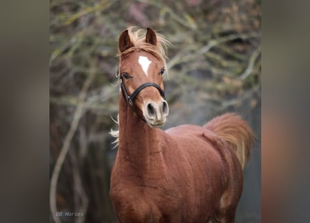 Vollblutaraber, Wallach, 2 Jahre, 155 cm, Fuchs