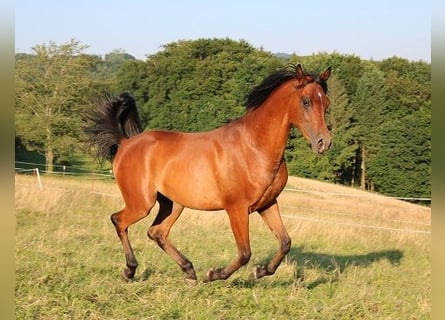 Vollblutaraber, Wallach, 2 Jahre, 157 cm, Brauner