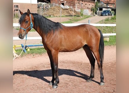 Vollblutaraber, Wallach, 2 Jahre, 157 cm, Brauner