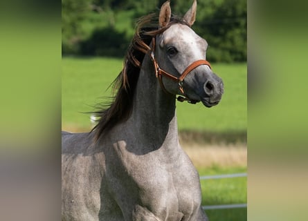 Vollblutaraber, Wallach, 2 Jahre, 158 cm, Schimmel