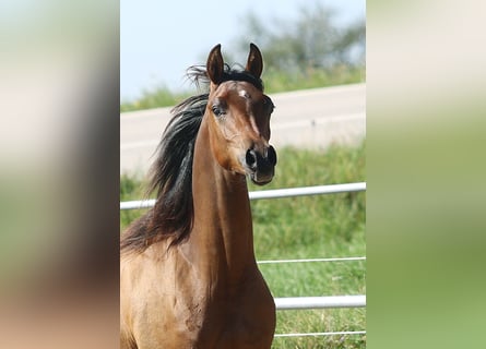 Vollblutaraber, Wallach, 2 Jahre, Brauner