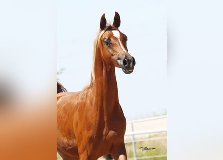 Vollblutaraber, Wallach, 2 Jahre, Fuchs