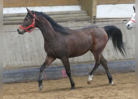 Vollblutaraber, Wallach, 3 Jahre, 149 cm, Brauner