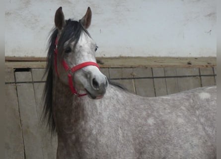 Vollblutaraber, Wallach, 3 Jahre, 150 cm, Schimmel